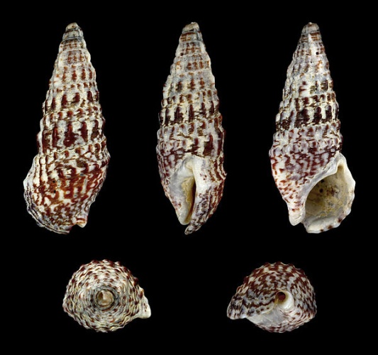 Cerithium vulgatum © H. Zell