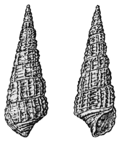 Bittium reticulatum © P. Harting (scan by Tom Meijer)