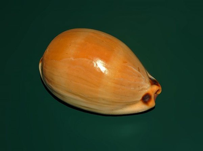 Luria lurida &copy; <a href="//commons.wikimedia.org/wiki/User:Hectonichus" title="User:Hectonichus">Hectonichus</a>