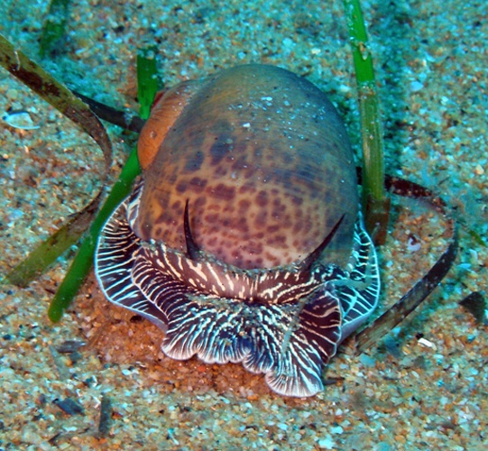 Natica hebraea © <a href="https://en.wikipedia.org/wiki/User:Blenni" class="extiw" title="en:User:Blenni">Blenni</a> – blenni@gmail.com (Thomas Huelsken, Bochum)