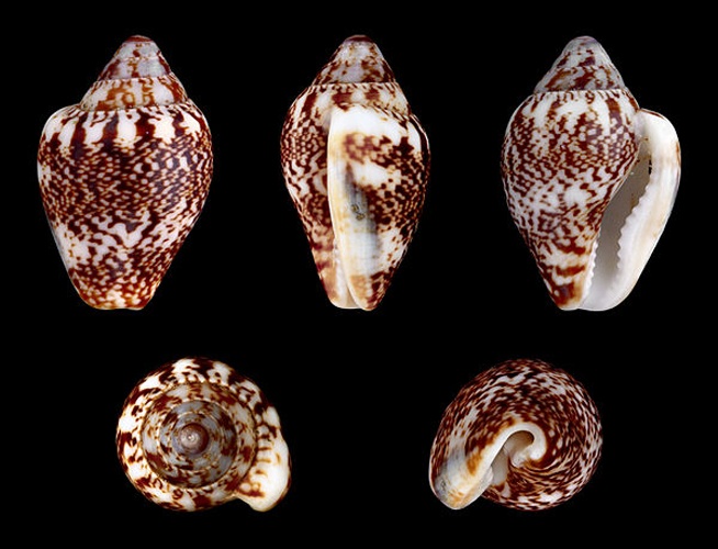 Columbella rustica © H. Zell