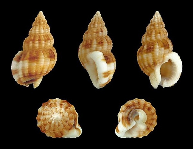 Nassarius incrassatus © H. Zell