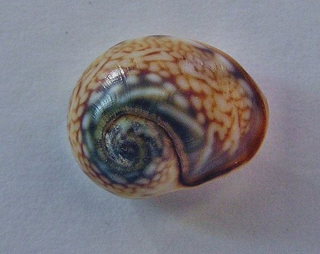 Cyclope neritea &copy; Jan Delsing