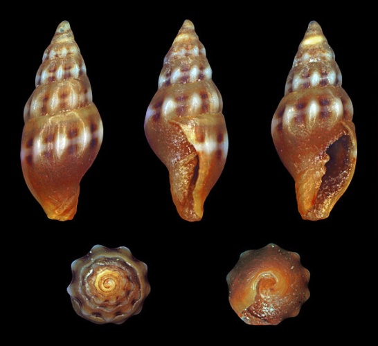 Vexillum tricolor © H. Zell