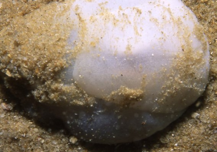 Sand slug &copy; seascapeza