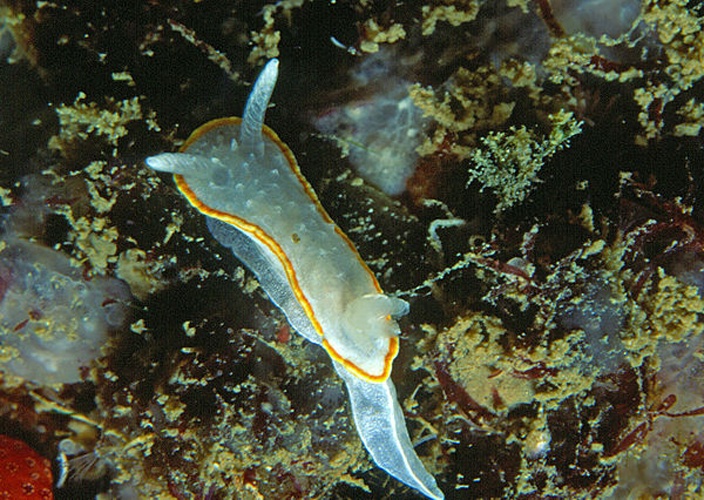 Diaphorodoris luteocincta &copy; <a href="//commons.wikimedia.org/w/index.php?title=User:Parent_G%C3%A9ry&amp;action=edit&amp;redlink=1" class="new" title="User:Parent Géry (page does not exist)">Parent Géry</a>