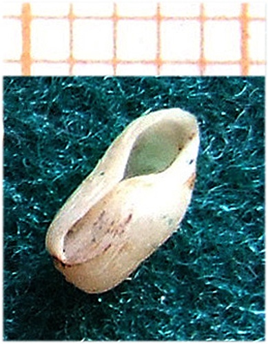 Retusa truncatula © <a href="//commons.wikimedia.org/wiki/User:G-u-t" title="User:G-u-t">G.-U. Tolkiehn</a>