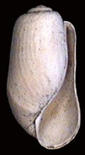 Retusa obtusa © Erik Veldhuis; Cropped by <a href="//commons.wikimedia.org/wiki/User:EVula" title="User:EVula">EVula</a>