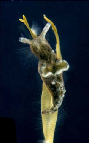 Elysia Viridis &copy; Katharina Händeler, Yvonne P. Grzymbowski, Patrick J. Krug &amp; Heike Wägele