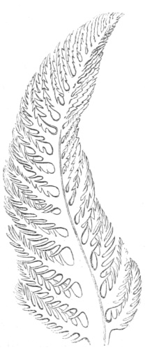 Berthella plumula &copy; <bdi><a href="https://en.wikipedia.org/wiki/en:Philip_Henry_Gosse" class="extiw" title="w:en:Philip Henry Gosse">Philip Henry Gosse</a>
</bdi>