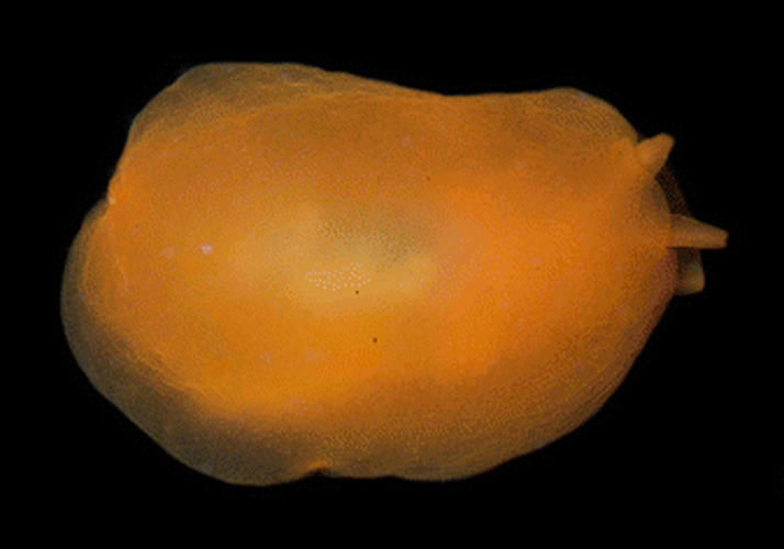 Berthellina quadridens &copy; Patrick J. Krug &amp; Ángel Valdés