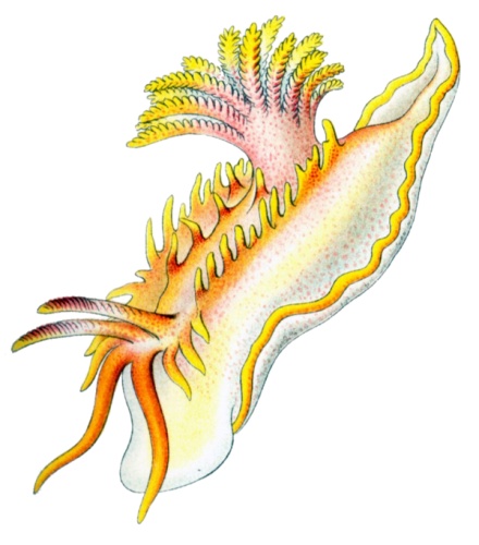 Okenia elegans © <bdi><a href="https://en.wikipedia.org/wiki/en:Ernst_Haeckel" class="extiw" title="w:en:Ernst Haeckel">Ernst Haeckel</a>
</bdi>