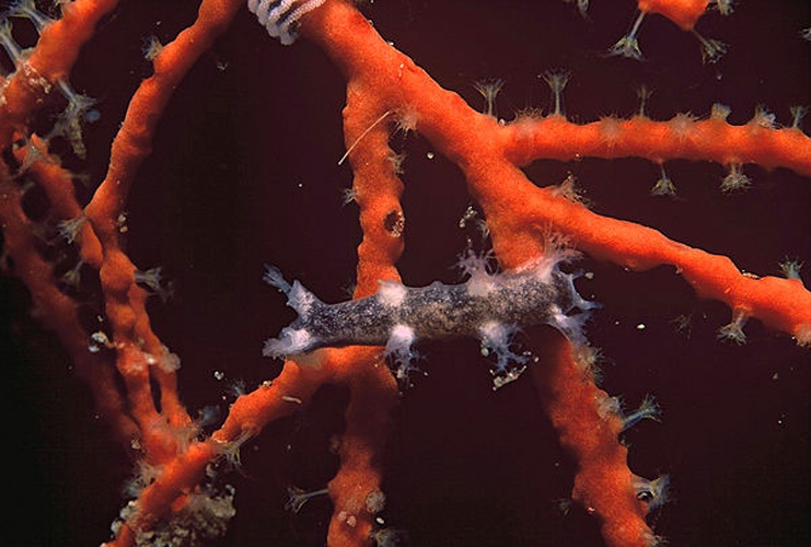 Tritonia plebeia © <a href="//commons.wikimedia.org/w/index.php?title=User:Parent_G%C3%A9ry&amp;action=edit&amp;redlink=1" class="new" title="User:Parent Géry (page does not exist)">Parent Géry</a>