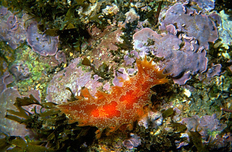 Marionia blainvillea © <a href="//commons.wikimedia.org/w/index.php?title=User:Parent_G%C3%A9ry&amp;action=edit&amp;redlink=1" class="new" title="User:Parent Géry (page does not exist)">Parent Géry</a>