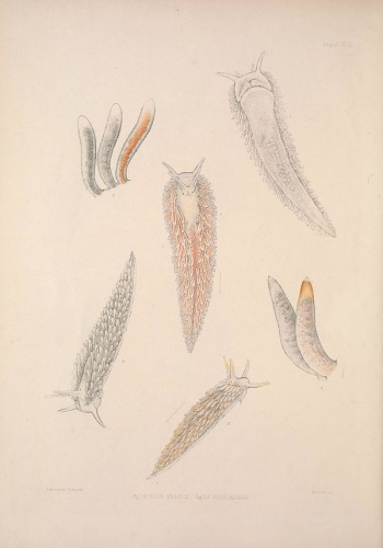 Cuthona nana © Albany Hancock