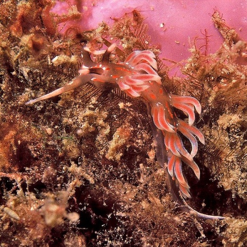 Facelina rubrovittata &copy; <a href="//commons.wikimedia.org/w/index.php?title=User:Parent_G%C3%A9ry&amp;action=edit&amp;redlink=1" class="new" title="User:Parent Géry (page does not exist)">Parent Géry</a>