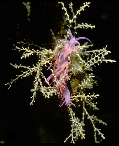 Flabellina affinis © Heike Wägele &amp; Annette Klussmann-Kolb