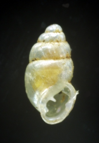 Carychium minimum © <a href="//commons.wikimedia.org/w/index.php?title=User:Snailmail&amp;action=edit&amp;redlink=1" class="new" title="User:Snailmail (page does not exist)">Snailmail</a>