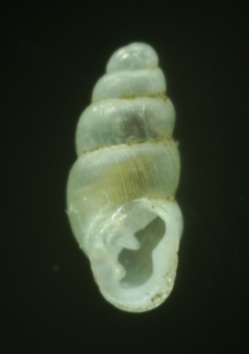 Carychium tridentatum © <a href="//commons.wikimedia.org/w/index.php?title=User:Snailmail&amp;action=edit&amp;redlink=1" class="new" title="User:Snailmail (page does not exist)">Snailmail</a>