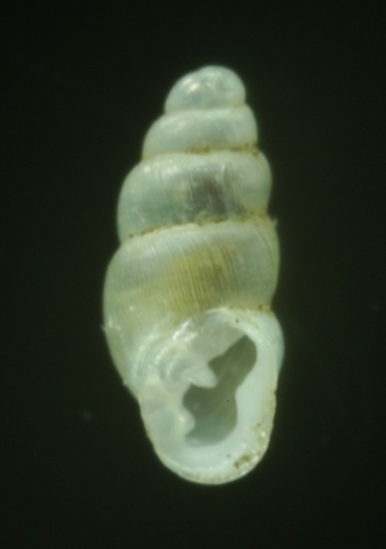 Carychium tridentatum &copy; <a href="//commons.wikimedia.org/w/index.php?title=User:Snailmail&amp;action=edit&amp;redlink=1" class="new" title="User:Snailmail (page does not exist)">Snailmail</a>