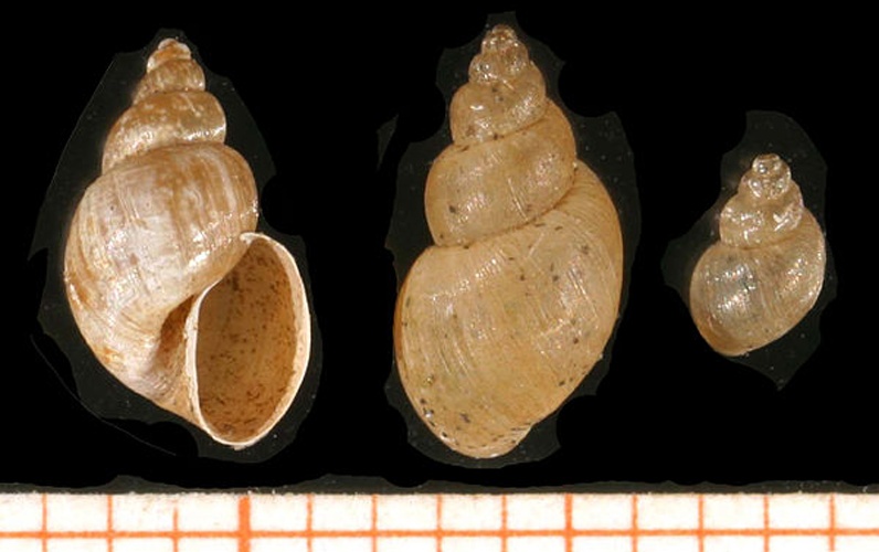 Galba truncatula © <a rel="nofollow" class="external text" href="http://www.animalbase.uni-goettingen.de/zooweb/servlet/AnimalBase/home/collaborator?id=7">Francisco Welter Schultes</a>, modified by Michal Maňas (<a href="//commons.wikimedia.org/wiki/User:Snek01" title="User:Snek01">User:snek01</a>)