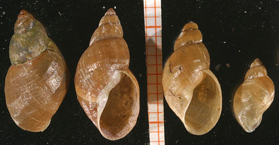 Stagnicola palustris &copy; <a rel="nofollow" class="external text" href="http://www.animalbase.uni-goettingen.de/zooweb/servlet/AnimalBase/home/collaborator?id=7">Francisco Welter Schultes</a>