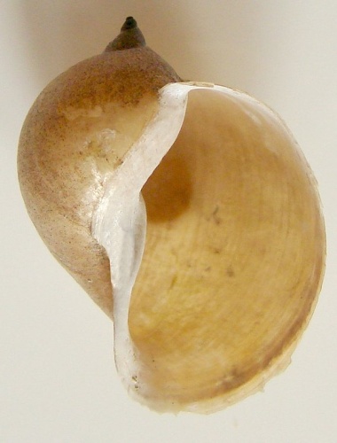 Radix auricularia © <a href="//commons.wikimedia.org/w/index.php?title=User:Aung&amp;action=edit&amp;redlink=1" class="new" title="User:Aung (page does not exist)">Aung</a>