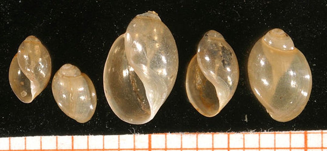 Physa fontinalis &copy; <a rel="nofollow" class="external text" href="http://www.animalbase.uni-goettingen.de/zooweb/servlet/AnimalBase/home/collaborator?id=7">Francisco Welter Schultes</a>