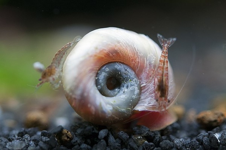 Planorbis planorbis &copy; <a href="//commons.wikimedia.org/w/index.php?title=User:UccioD&amp;action=edit&amp;redlink=1" class="new" title="User:UccioD (page does not exist)">Uccio D'Agostino</a>