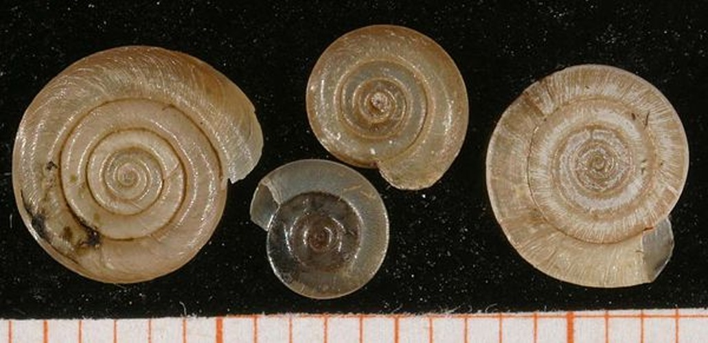 Anisus vortex &copy; <a rel="nofollow" class="external text" href="http://www.animalbase.uni-goettingen.de/zooweb/servlet/AnimalBase/home/collaborator?id=7">Francisco Welter Schultes</a>