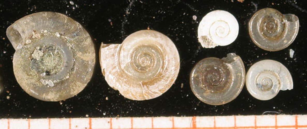 Anisus vorticulus &copy; <a rel="nofollow" class="external text" href="http://www.animalbase.uni-goettingen.de/zooweb/servlet/AnimalBase/home/collaborator?id=7">Francisco Welter Schultes</a>