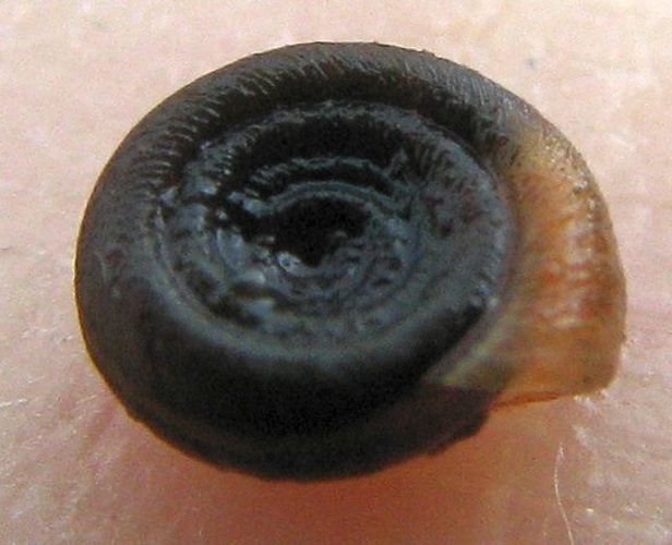 Bathyomphalus contortus © <a href="//commons.wikimedia.org/wiki/User:Magnefl" title="User:Magnefl">Magne Flåten</a>