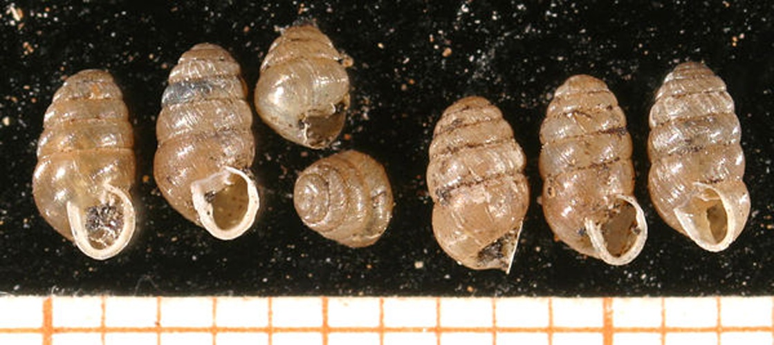 Lauria cylindracea &copy; Francisco Welter Schultes