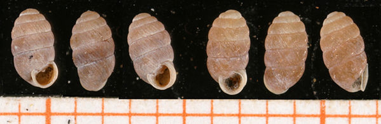 Pupilla muscorum &copy; <a rel="nofollow" class="external text" href="http://www.animalbase.uni-goettingen.de/zooweb/servlet/AnimalBase/home/collaborator?id=7">Francisco Welter Schultes</a>