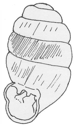 Vertigo angustior &copy; <a href="//commons.wikimedia.org/wiki/User:Tom_Meijer" title="User:Tom Meijer">Tom Meijer</a>