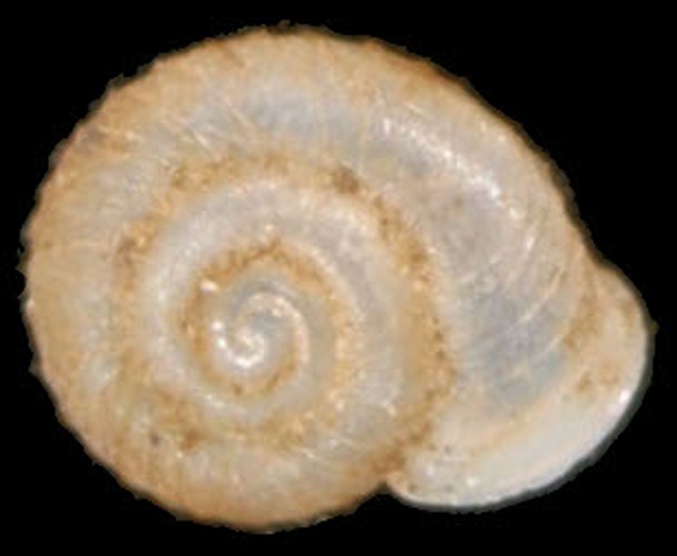 Vallonia costata &copy; <a rel="nofollow" class="external text" href="http://www.animalbase.uni-goettingen.de/zooweb/servlet/AnimalBase/home/collaborator?id=7">Francisco Welter Schultes</a>