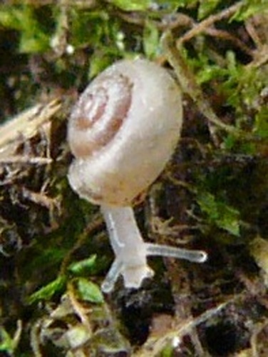 Vallonia pulchella &copy; <bdi><a href="https://www.wikidata.org/wiki/Q58300160" class="extiw" title="d:Q58300160">Michal Maňas</a>
</bdi>