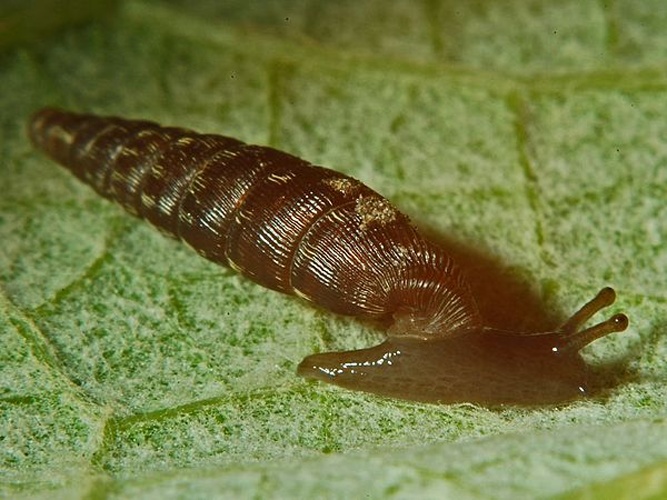 Clausilia bidentata &copy; <a href="//commons.wikimedia.org/wiki/User:Hectonichus" title="User:Hectonichus">Hectonichus</a>