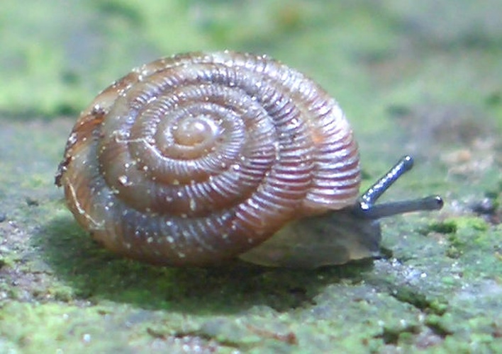 Discus rotundatus © <a rel="nofollow" class="external text" href="http://www.animalbase.uni-goettingen.de/zooweb/servlet/AnimalBase/home/collaborator?id=7">Francisco Welter Schultes</a>
