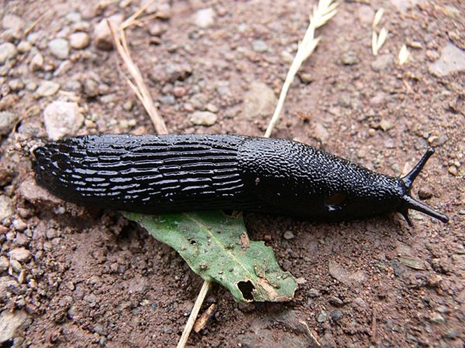 Black slug &copy; <a href="//commons.wikimedia.org/wiki/User:Prashanthns" title="User:Prashanthns">Prashanthns</a>
