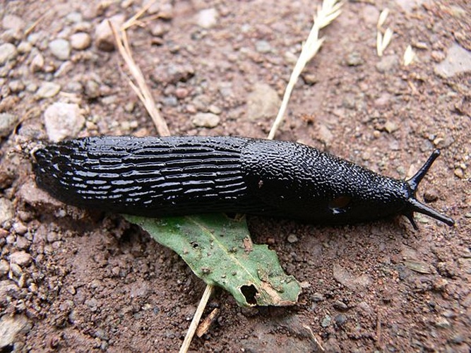 Black slug © <a href="//commons.wikimedia.org/wiki/User:Prashanthns" title="User:Prashanthns">Prashanthns</a>