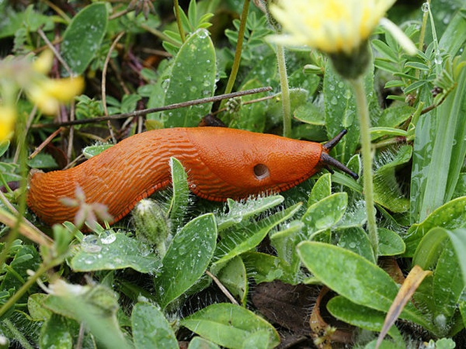 Red slug &copy; <div class="fn value">
<a href="//commons.wikimedia.org/wiki/User:Biopics" title="User:Biopics">Hans Hillewaert</a>
</div>