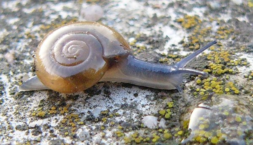 Oxychilus draparnaudi &copy; <bdi><a href="https://www.wikidata.org/wiki/Q58300160" class="extiw" title="d:Q58300160">Michal Maňas</a>
</bdi>