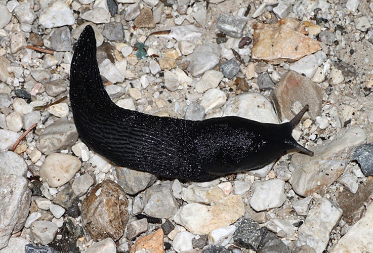 Limax cinereoniger © <a href="//commons.wikimedia.org/wiki/User:Holleday" title="User:Holleday">H. Krisp</a>