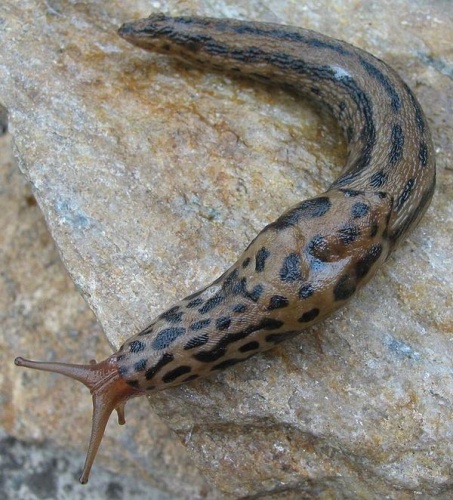 Limax maximus &copy; <bdi><a href="https://www.wikidata.org/wiki/Q58300160" class="extiw" title="d:Q58300160">Michal Maňas</a>
</bdi>