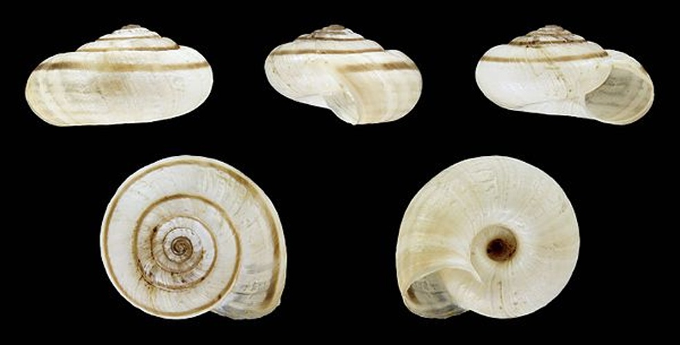 Helicella itala &copy; H. Zell