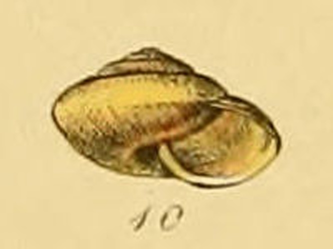 Zenobiella subrufescens © <bdi><a href="https://en.wikipedia.org/wiki/en:George_Brettingham_Sowerby_II" class="extiw" title="w:en:George Brettingham Sowerby II">George Brettingham Sowerby II</a>
</bdi>