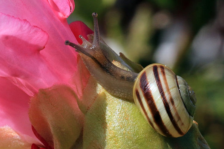 White-lipped snail © <bdi>Charles J Sharp
</bdi>