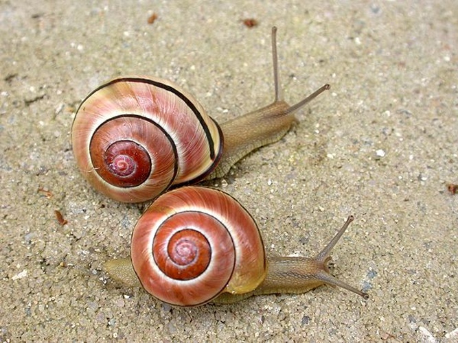 Grove snail © A. Abrahami