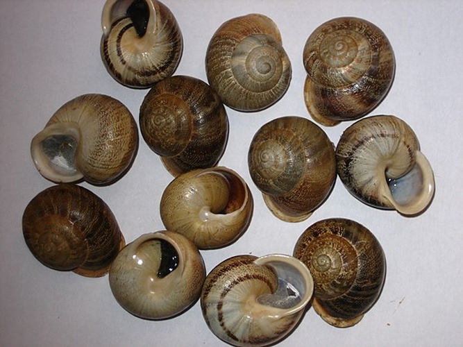 Eobania vermiculata &copy; <a href="//commons.wikimedia.org/w/index.php?title=User:Lolita_Ilex&amp;action=edit&amp;redlink=1" class="new" title="User:Lolita Ilex (page does not exist)">Lolita Ilex</a>